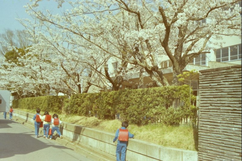 桜 ふるさと小見川の昭和の写真 昭和の思い出広場