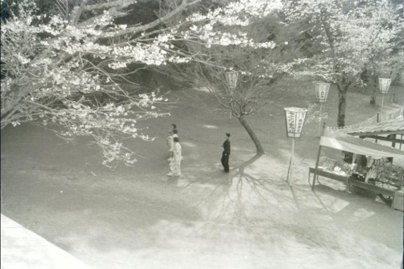 桜 ふるさと小見川の昭和の写真 昭和の思い出広場 桜 ふるさと小見川の昭和の写真 昭和の思い出広場