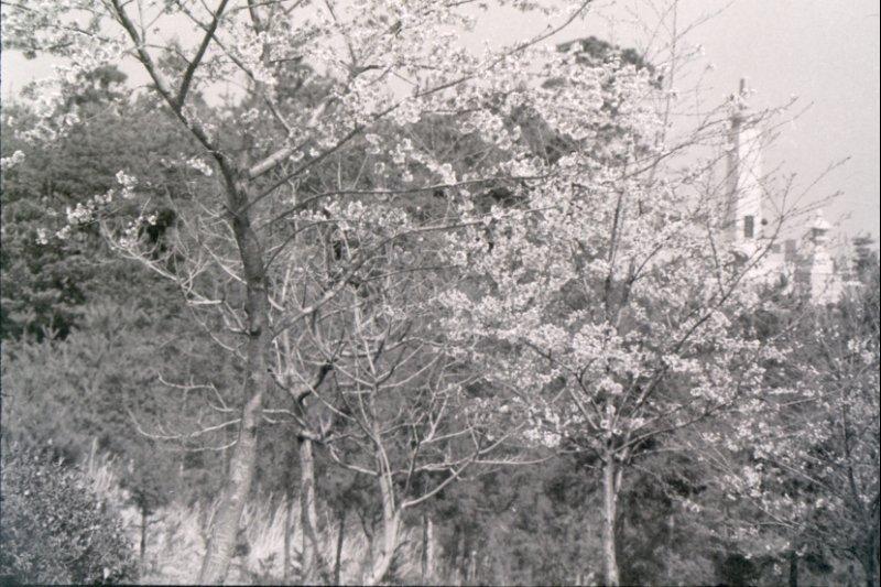 桜 ふるさと小見川の昭和の写真 昭和の思い出広場 桜 ふるさと小見川の昭和の写真 昭和の思い出広場